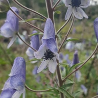 Aconitum piepunense 